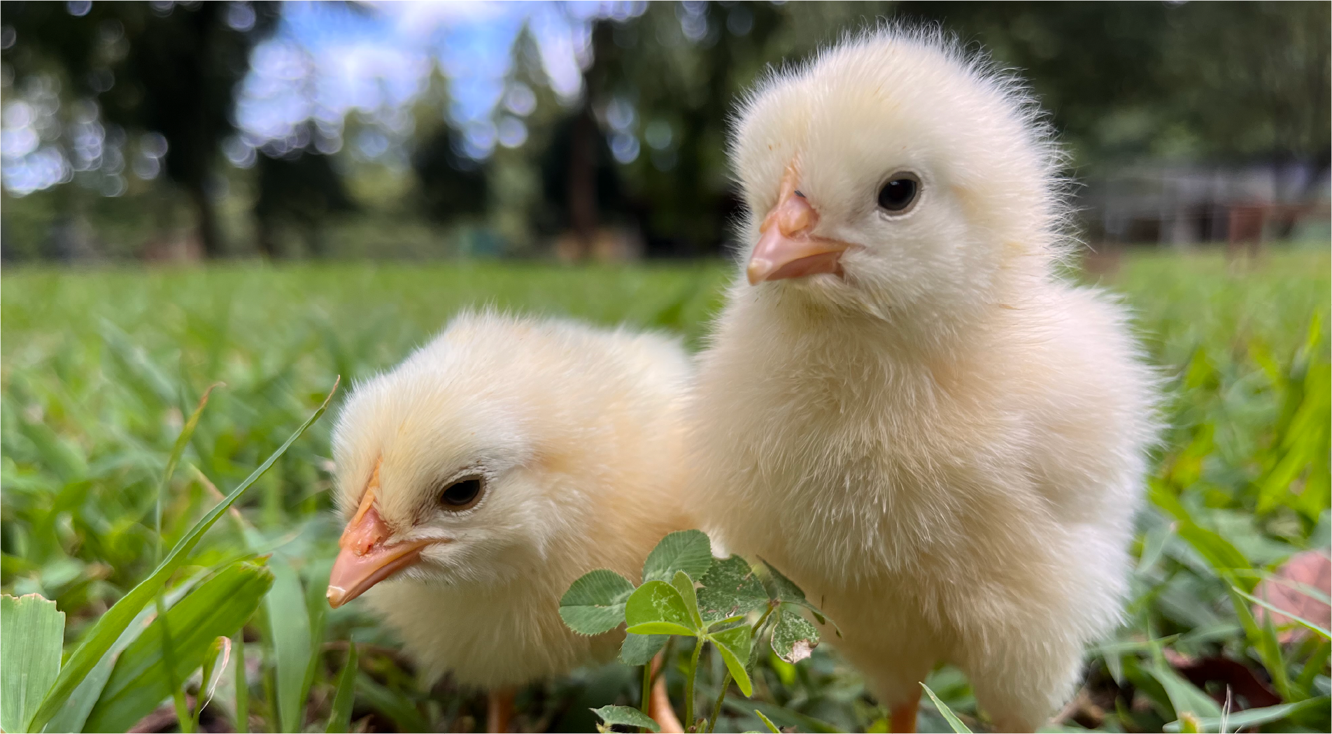 動物たち 3