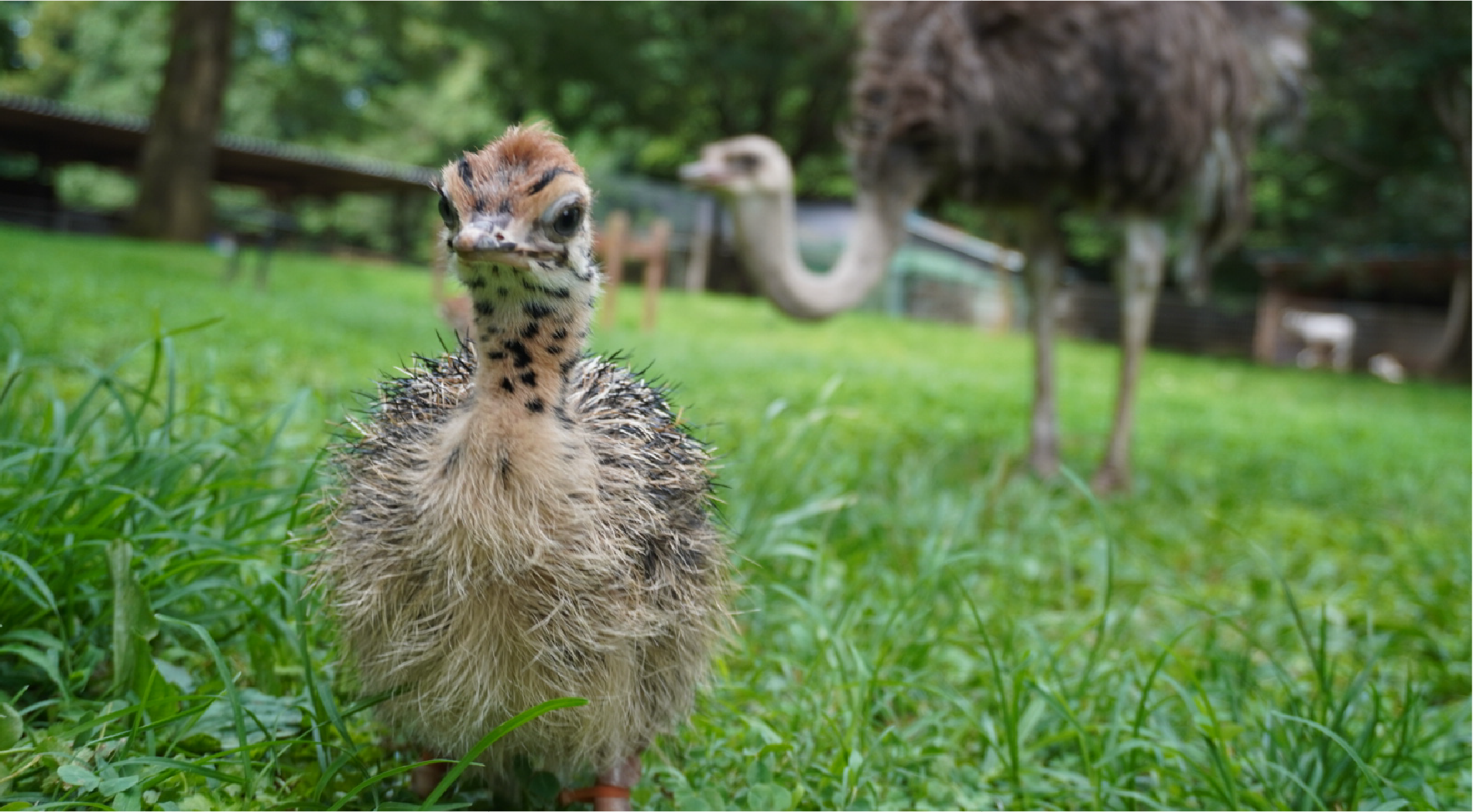 動物たち 4
