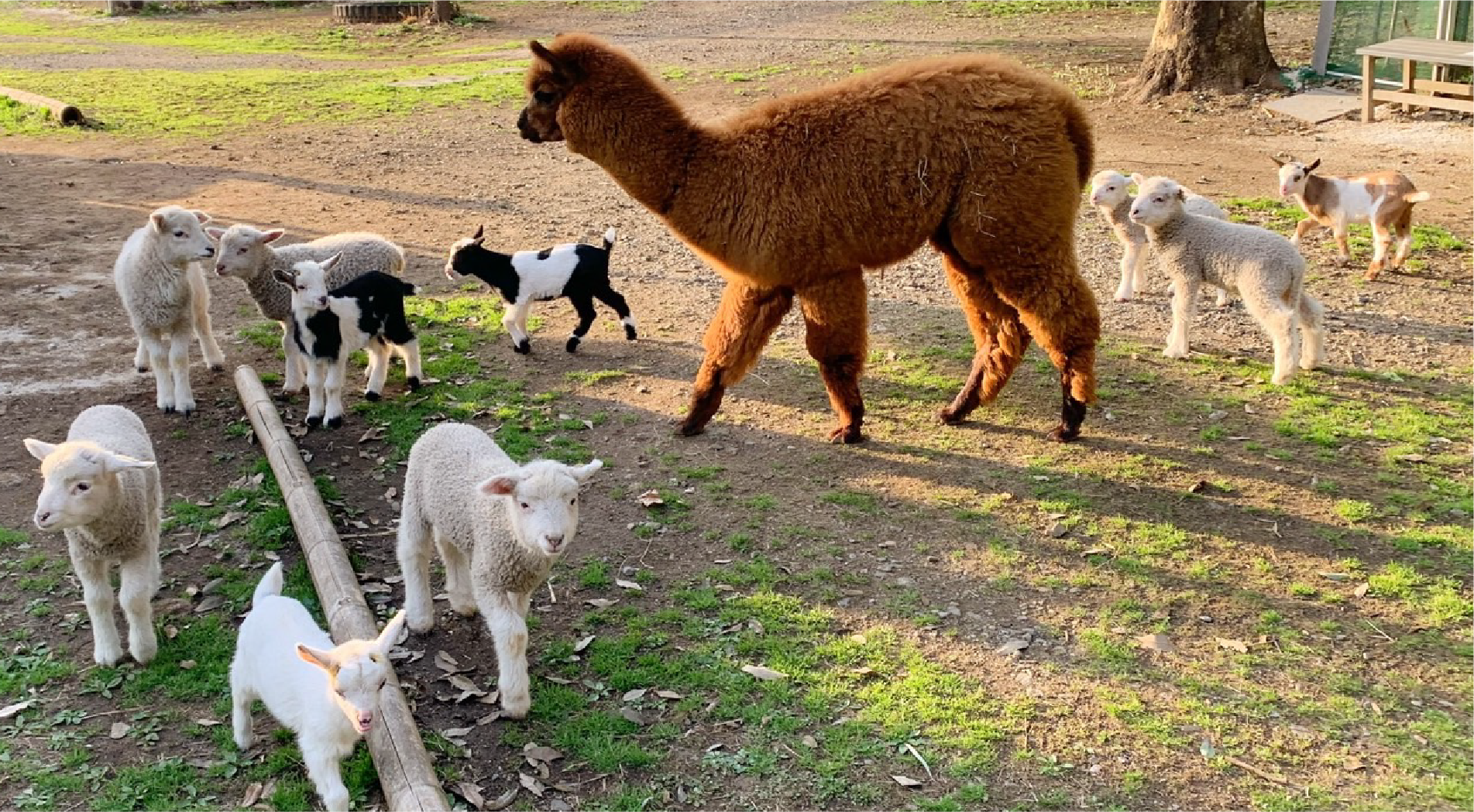 動物たち 5