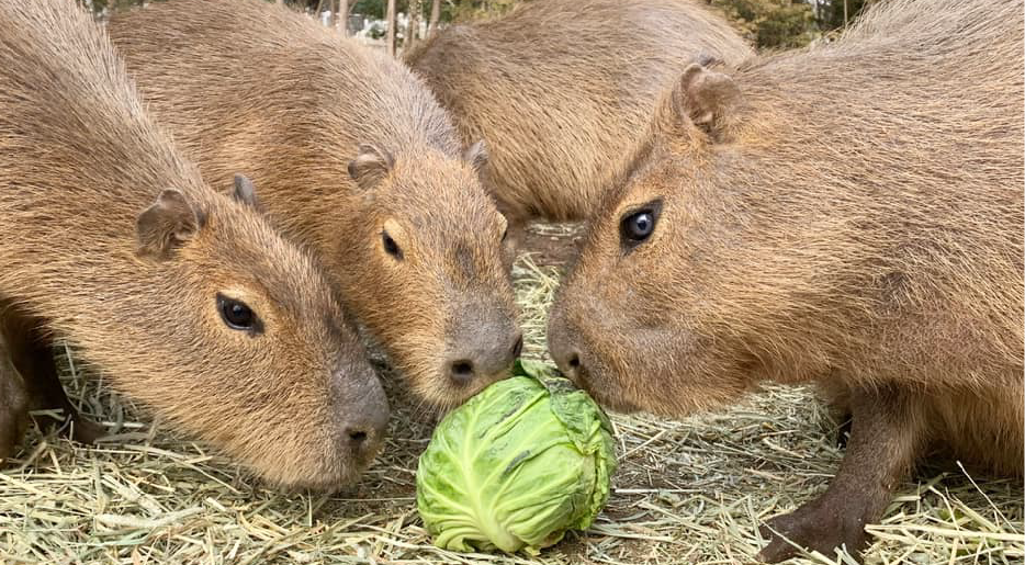 動物たち 1